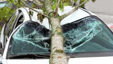 Árbol sobre un auto blanco blanco aplastando el vidrio del parabrisas en la carretera