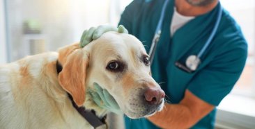 Image of a Los mejores planes de seguros para perros en USA