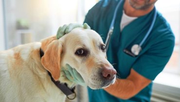 mejores planes de seguros para perros en USA