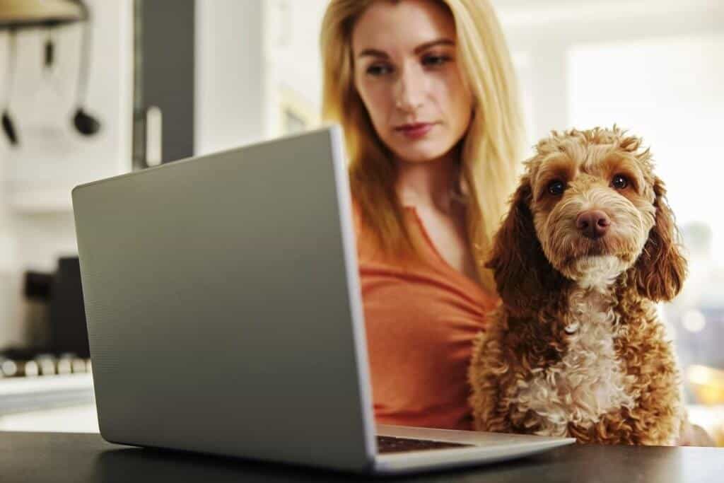 seguros para mascotas perros gatos