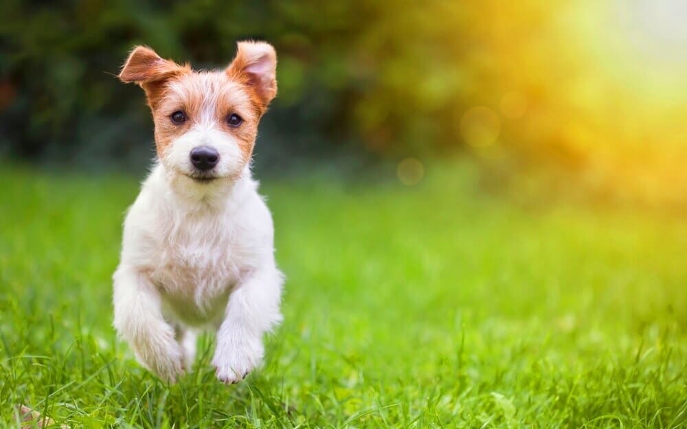 seguros para perros baratos