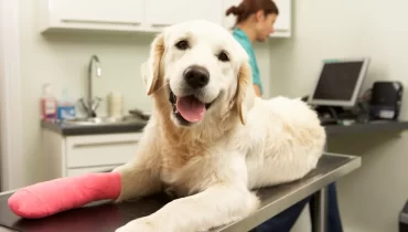 Perro accidentado recibiendo cuidado.