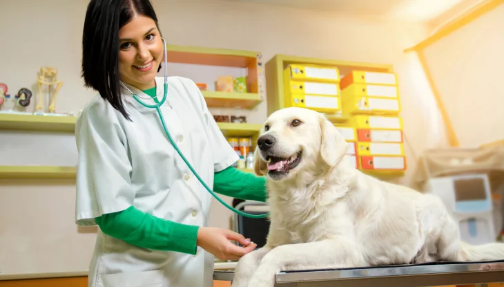 Perro recibiendo atención médica.