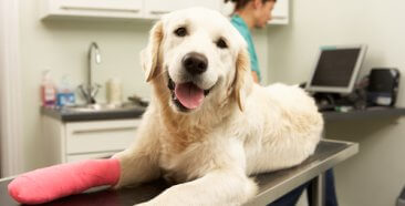Image of 5 principales razones por las que necesitas un seguro de mascotas