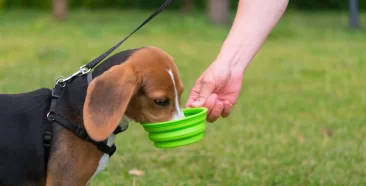 ¿Cómo prevenir el golpe de calor en mascotas?