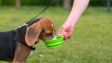 Perro tomando agua.