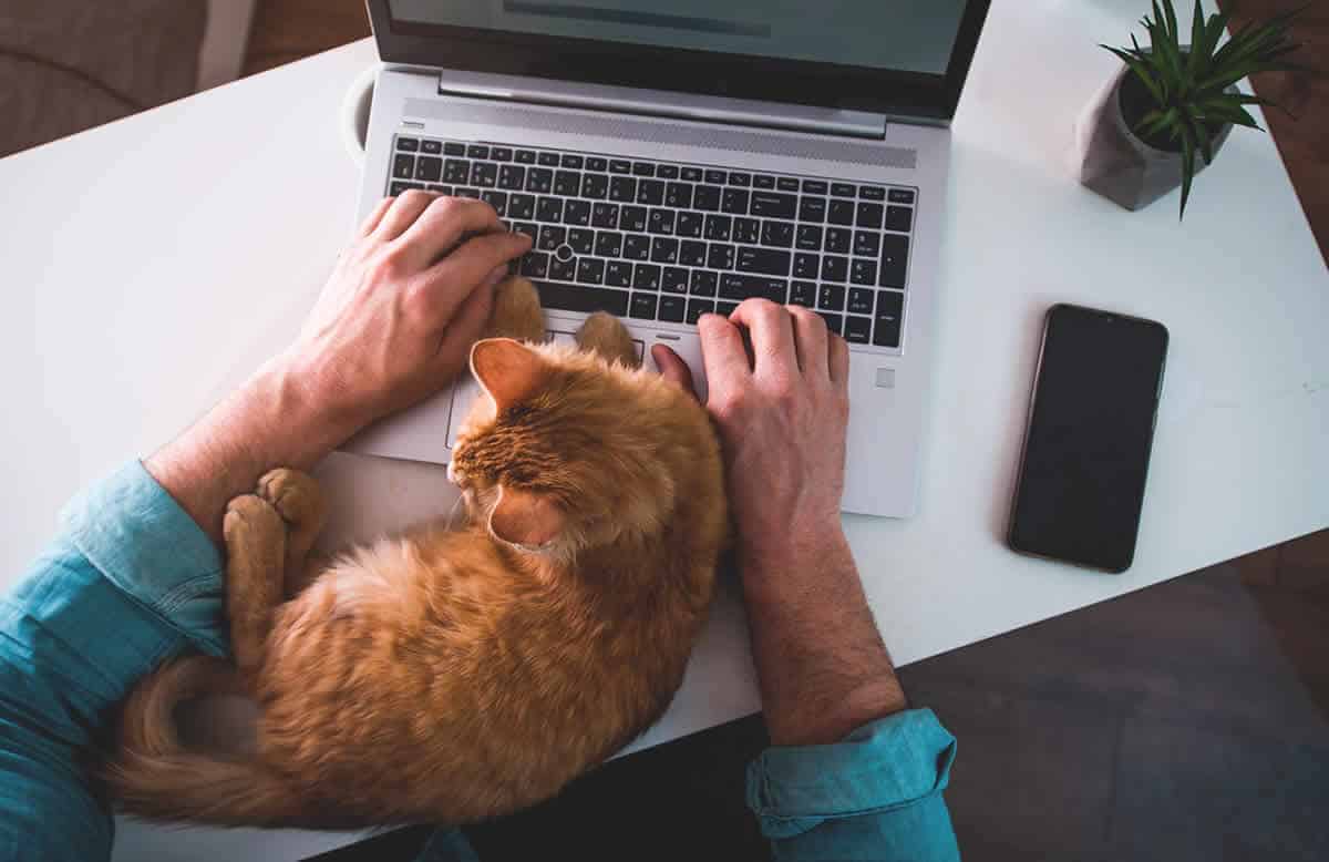 5 consejos básicos para el cuidado de mascotas 2