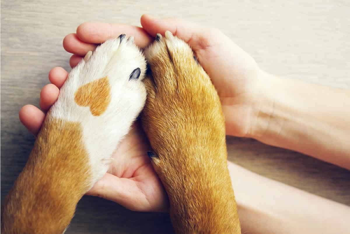 Cuánto cuesta un seguro de mascotas