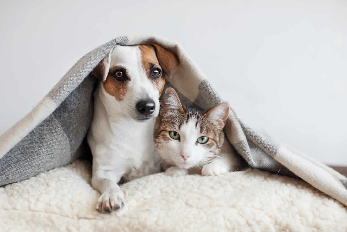 Qué cubren los seguros de mascotas