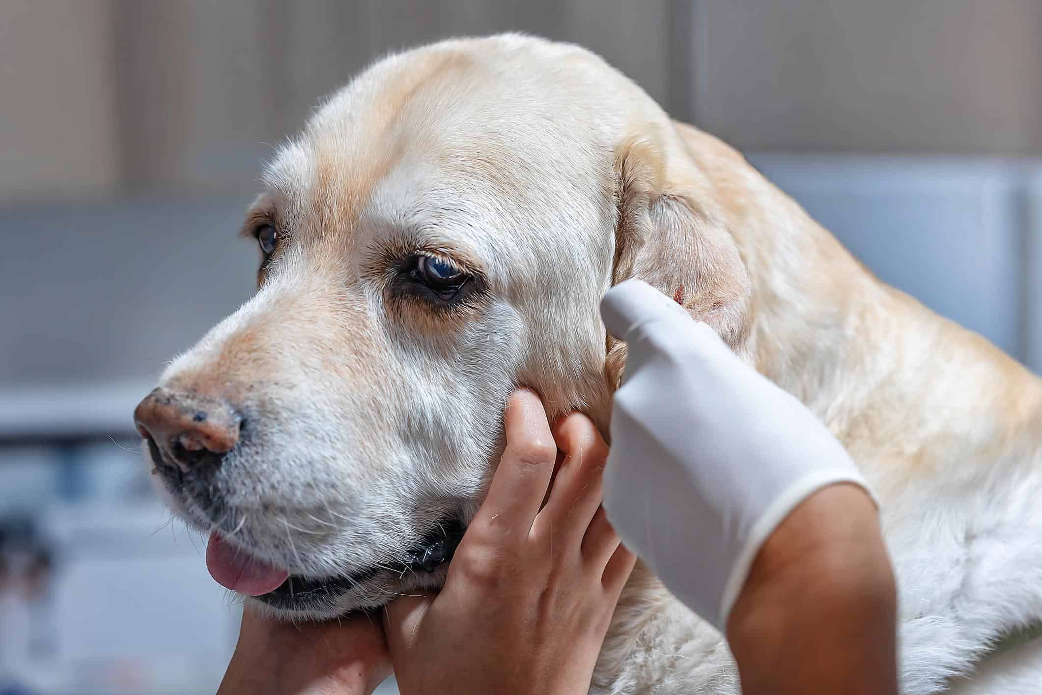 Veterinario examinando la oreja de un perro labrador en una clínica, representando atención médica y el uso de seguro para mascotas en Estados Unidos.