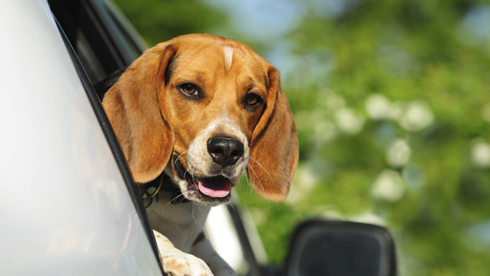 mascota-perro-viajando-en-auto