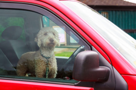 perro en el asiento trasero de un auto corriendo peligro en un carro caliente