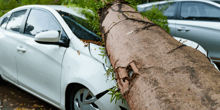 Árbol grande que cayó sobre un coche blanco por accidente.