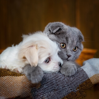 Perro y gato abrazados posando para foto