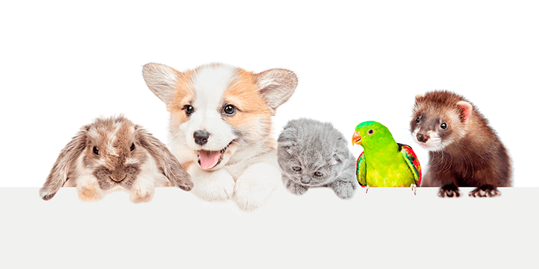 Grupo de mascotas: conejo, perro, gato, loro y hurón