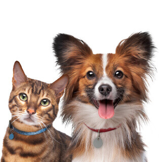 Perro y gato lado a lado