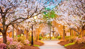 Árboles floreciendo en primavera en Macon, Georgia
