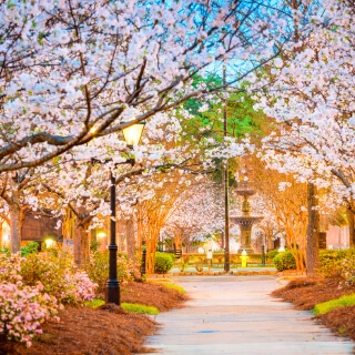 Árboles floreciendo en primavera en Macon, Georgia