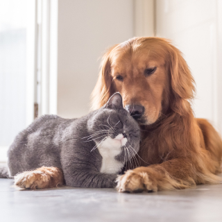 Perro y Gato acurrucados.