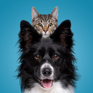 Perro y gato felices de estar protegidos con un seguro para mascotas