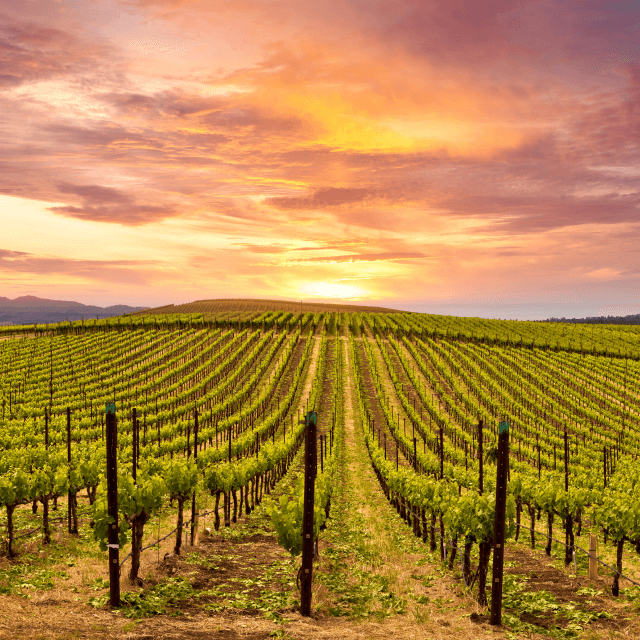 1. Hermoso atardecer en la ciudad de Napa, California.