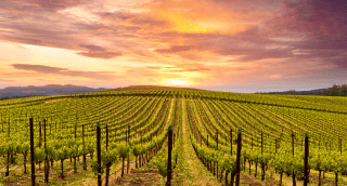 1. Hermoso atardecer en la ciudad de Napa, California.