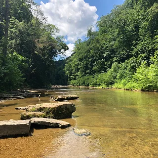 Árboles verdes y río en un parque estatal de Cookeville, Tennessee – Cookeville, seguro de auto barato en Tennessee