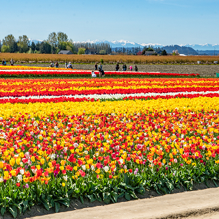 Tulipanes azules y rojos en un campo de flores en Mount Vernon, Washington, durante el día - Seguro de carro barato en Washington