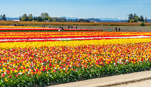 Tulipanes azules y rojos en un campo de flores en Mount Vernon, Washington, durante el día - Seguro de carro barato en Washington